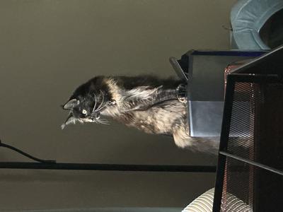 gorgeous tortie maine coon female gazing toward window.