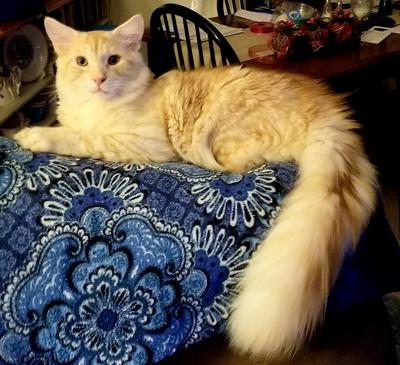 Franklin light ginger coon cat with a fluffy tail.