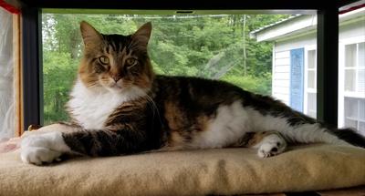Quincy tabby coon cat in a windowsill.