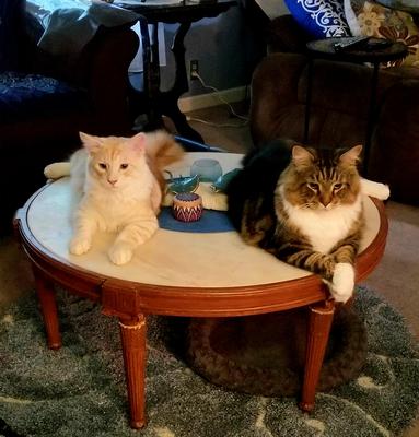 Quincy & Franklin two maine coon cats laying on a coffee table together.