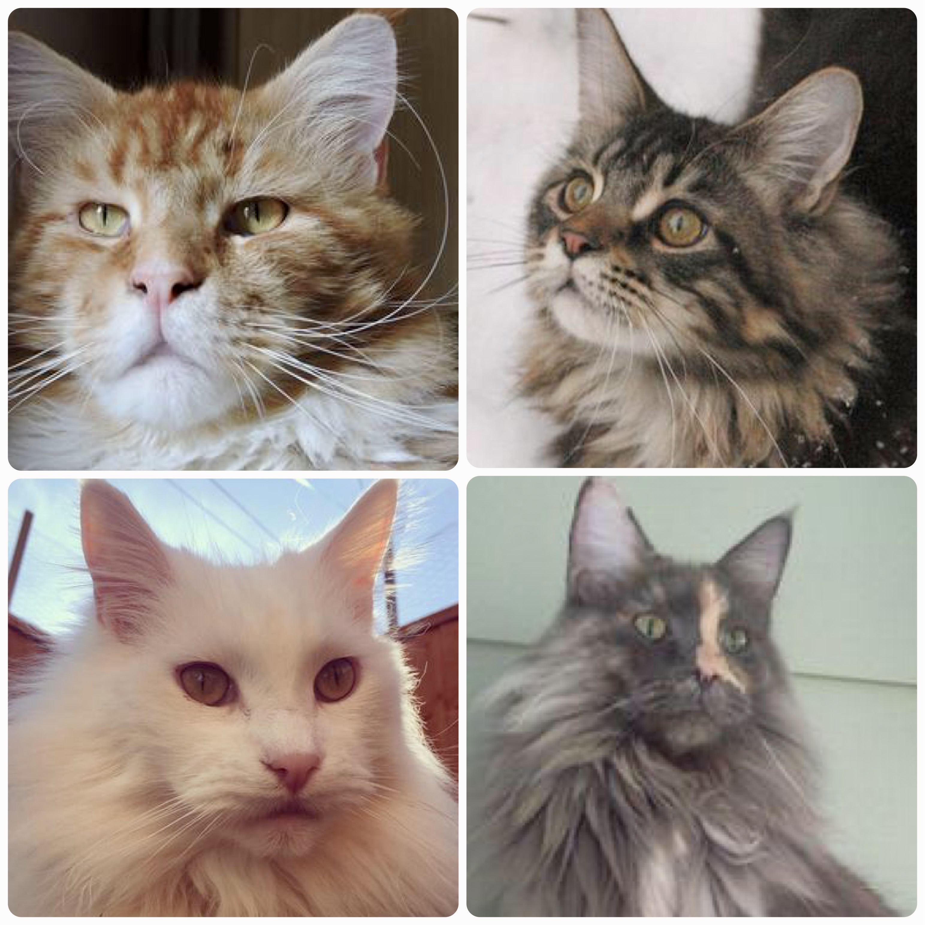 Rainbow Bridge Coonies collage of four maine coons