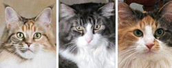 collage of maine coon cats