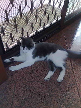 This is Rajah