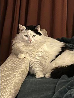 fluffy black van cat posing