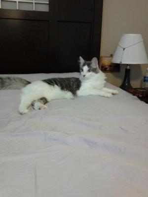 Ramses