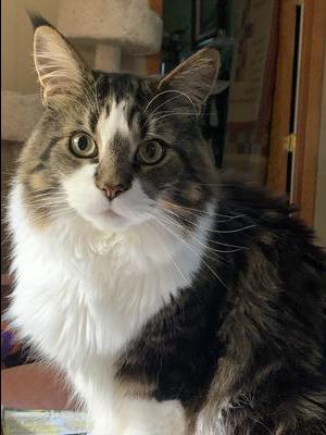 brown and white maine coon boy.