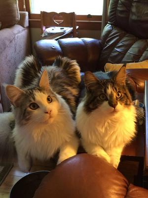 two purebred male maine coon cats.