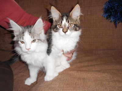 two tabby with white maine coon kittens.