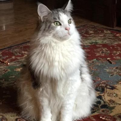 tabby maine coon with white bib.