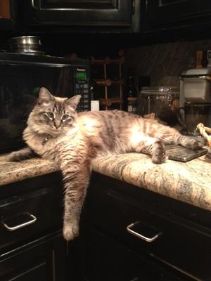 Rascal
