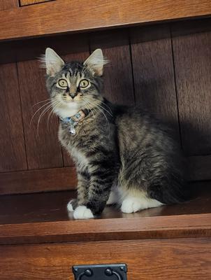 cute brown and white kitten