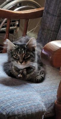 small tiger kitten on chair