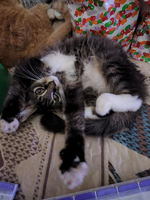 cute brown and white kitten belly up paws out