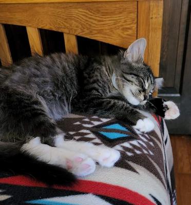 cute tiger kitten fast asleep