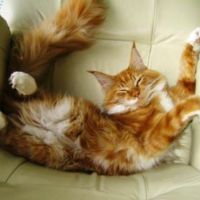 Lincoln red and white male maine coon rolling upside down