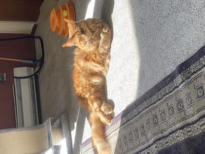 Sattva red tabby maine coon in the sunshine
