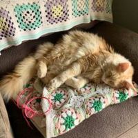 Tater light red coon kitty on armchair