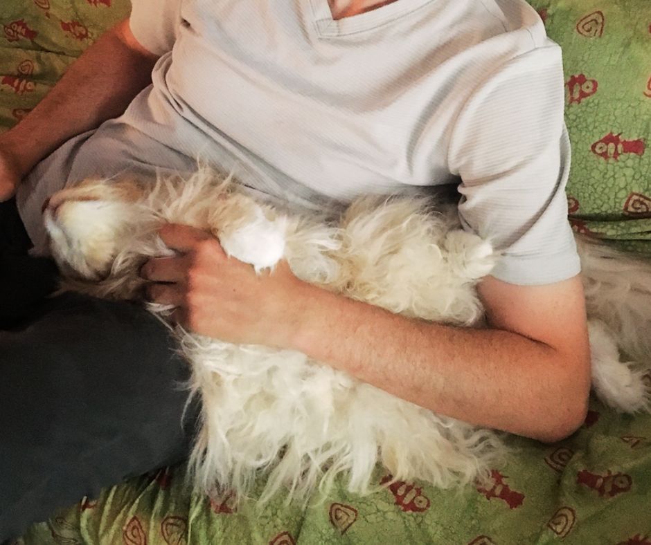 Happy Leo big light red coon cat cuddled up on a lap.