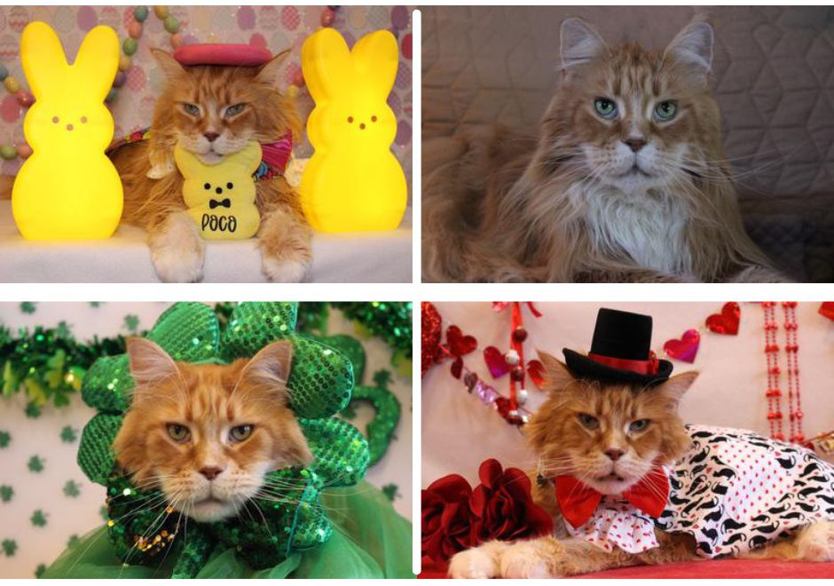 Poco Taz in Costumes collage of red maine coon cat in costumes