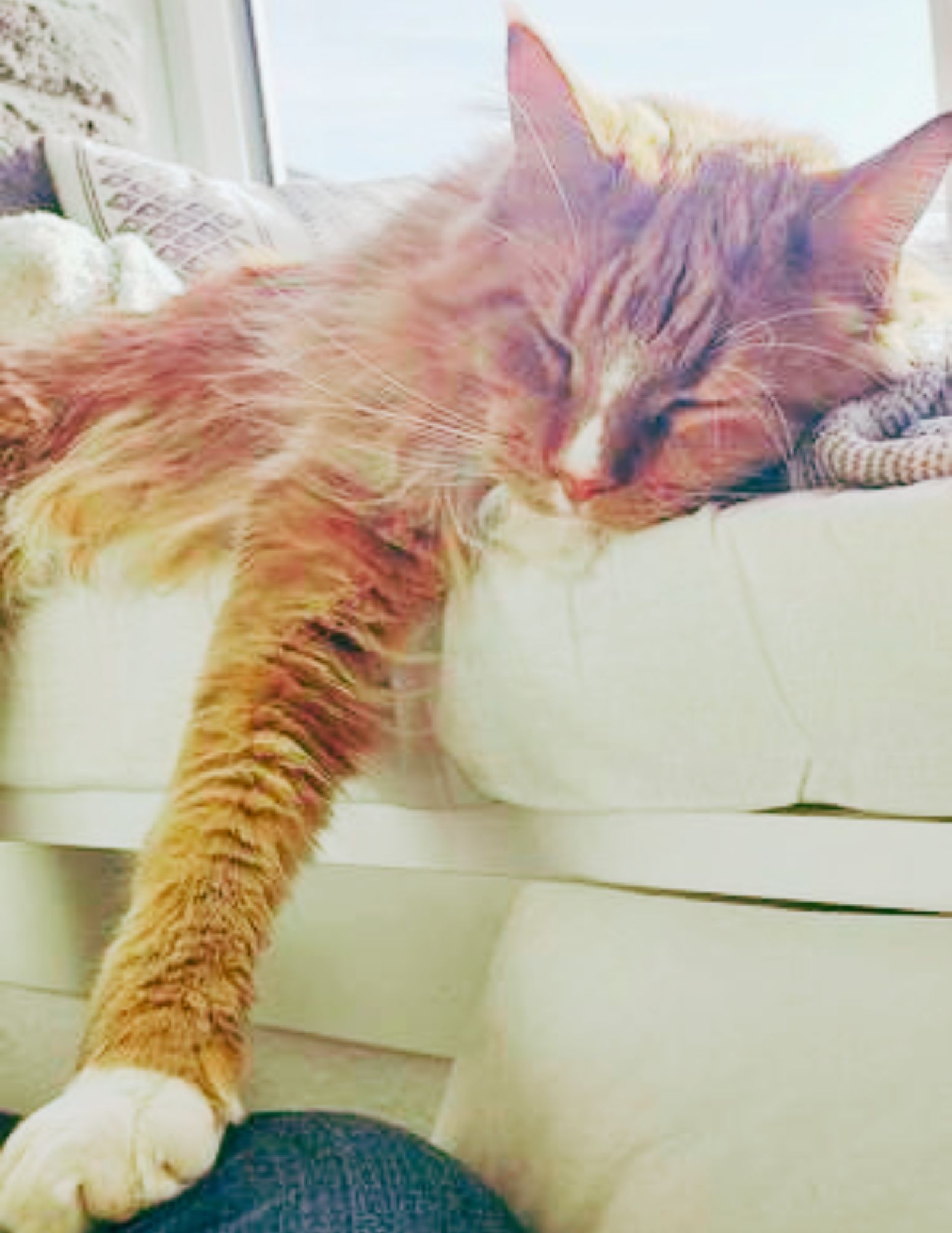 Ginny red female maine coon cat sleeping in the sunshine.