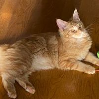 Daisy young red tabby kitten