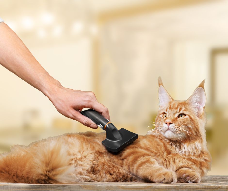Grooming Time red maine coon cat being brushed