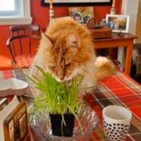 Liam red maine coon cat eating cat grass