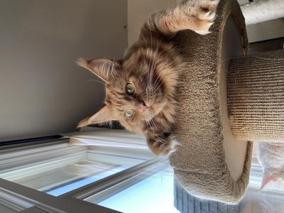 Sattva handsome dark red tabby maine coon cat