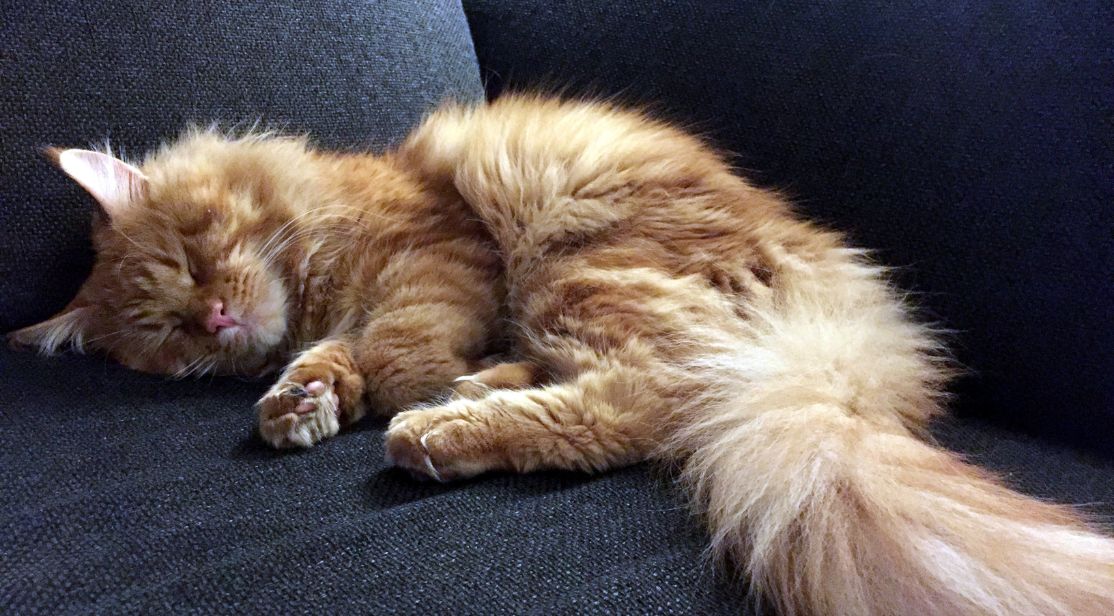 red maine coon curled up sleeping on blue seat