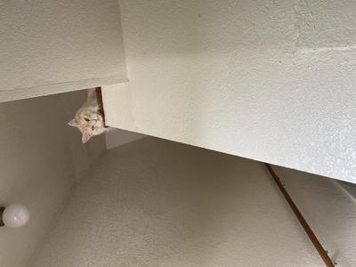 Bodhi light ginger maine coon cat on a high perch looking down