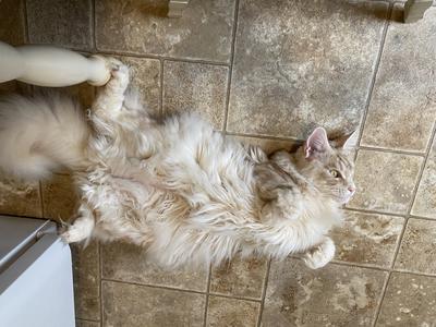 Bodhi red silver male maine coon cat laying belly up