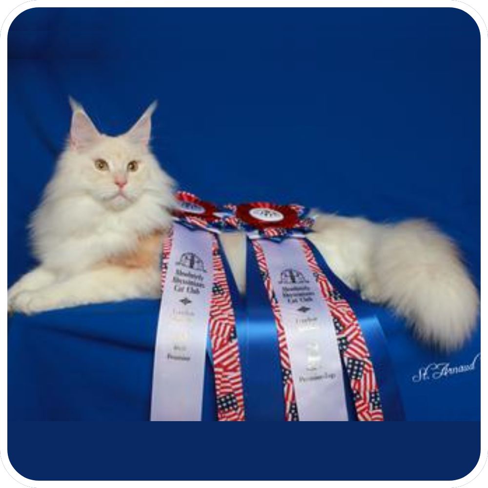 red silver maine coon cat posing on blue velvet with prize ribbons