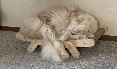 So Cute handsome red silver male maine coon cat curled up