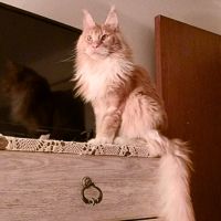 TeTonga red silver maine coon cat posing on dresser