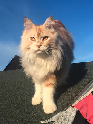 red silver maine coon standing on a rooftop with a blue sky backdrop.