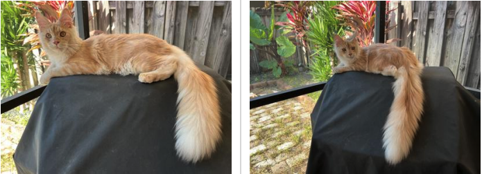 Nugget two photos of a young red silver maine coon looking out a glass door.