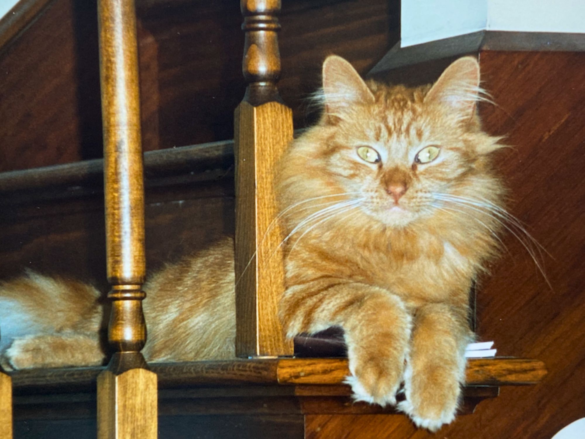 red tabby mix kitty lounging on a staircase.