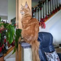 Finnegan red tabby maine coon kitten long tail