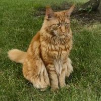 Sampson classic red tabby maine coon in grass