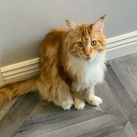 Buddie red tabby with white looking up