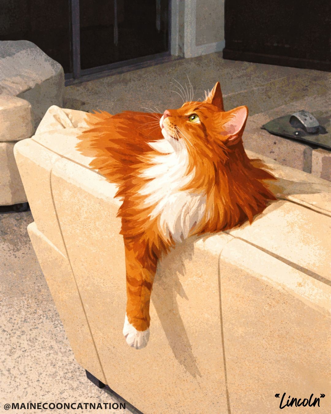 red and white maine coon cat lounging on the back of a couch and  looking up.