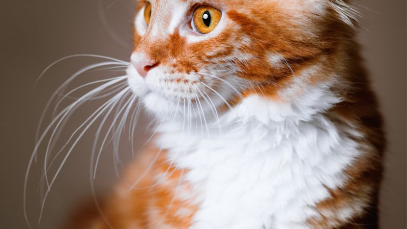 White Whiskers red with white maine coon kitten with white whiskers