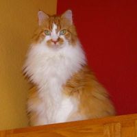 Rusty red with white cat sitting high