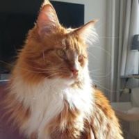 Ginny female red with white maine coon cat