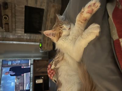 Zoe red with white maine coon kitten sleeping