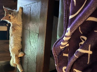 Zoe red with white maine coon kitten lounging on tabletop