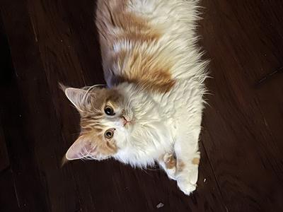 Zoe red with white maine coon kitten posing