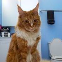 Oakley red with white maine coon in bathroom
