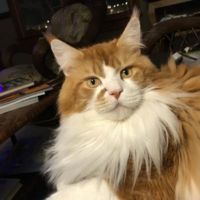 Stanley red with white purebred male maine coon