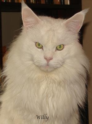 Willy is an absolutely stunning White Maine Coon Willy is an absolutely stunning White Maine Coon